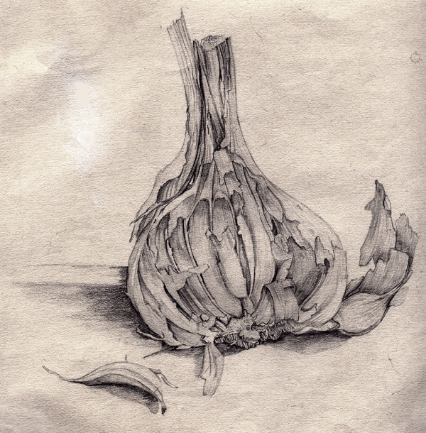 Still life 3. Half knob of garlic. Pencil on cartridge paper © 1990 Maddy. (gipsygeek)