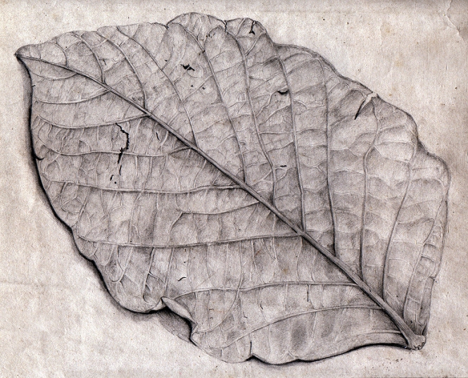 Still life 1. Dry leaf. Pencil on cartridge paper. © 1990 Maddy. (gipsygeek)