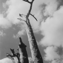 Dead tree against sky