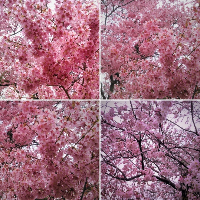 Cherry Blossoms Brooklyn Botanic Garden